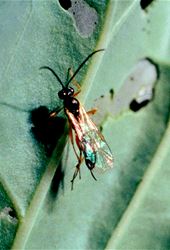 Parasitology Database